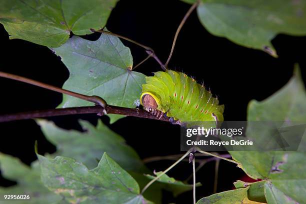 luna moth caterpillar (actias luna) - luna moth - fotografias e filmes do acervo