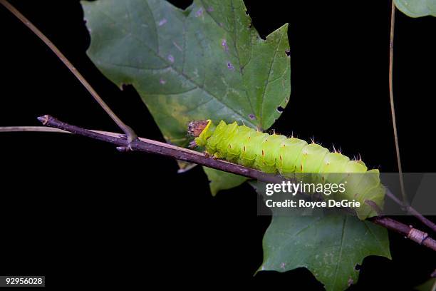 luna moth caterpillar (actias luna) - luna moth - fotografias e filmes do acervo