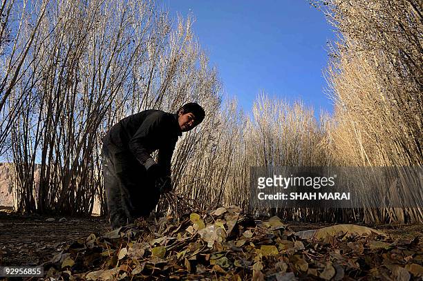 An Afghan boy collects autumn leaves from a boulevard in Bamiyan on November 10, 2009.Bamiyan, some 200 kilometers northwest of Kabul, stands in a...