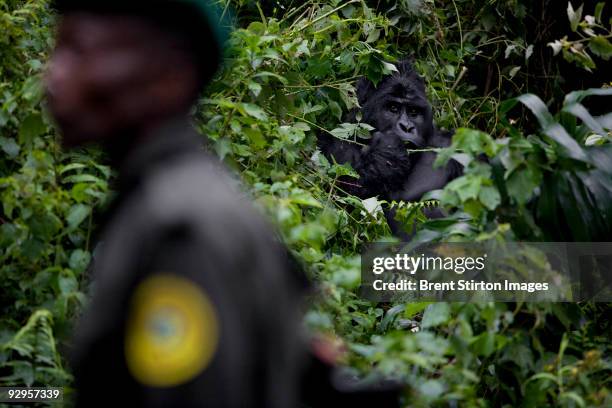 Scenes from a patrol at the Tshabarimu ICCN post. The men are seen making their way up the mountain towards the gorilla sector. This outpost has seen...