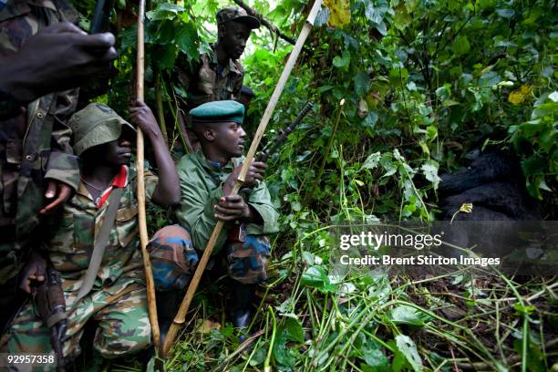 Section of men from one of General Nkunda's CNDP hilltop bases in the occupied Mikeno Sector of Virunga National Park make their way to find gorillas...