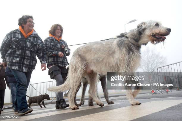 Irish Wolfhounds arrives for the second day of Crufts 2018 at the NEC in Birmingham.