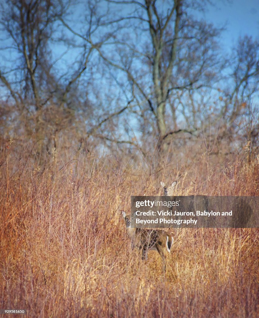 Vertical of Two Deer Camouflaged in the Grass at Caumsett State Park