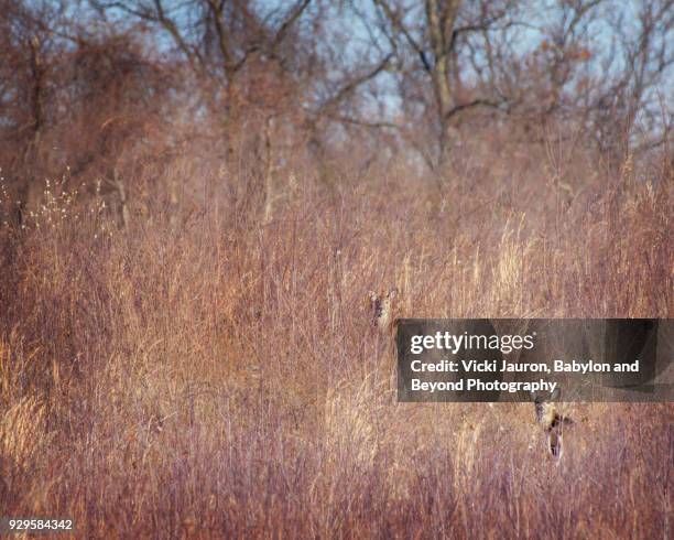 two deer camouflaged in the grass - 2 dramatic landscape stock pictures, royalty-free photos & images