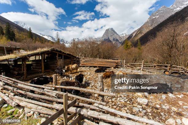 four girls mountain is situated in xiaojin county in the northwest of sichuan province - leogang stockfoto's en -beelden