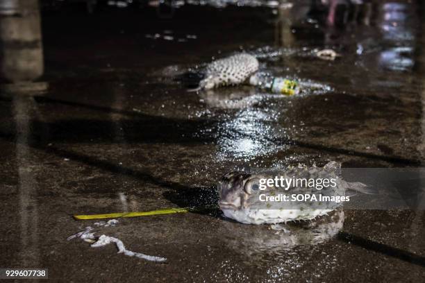Discarded Porcupine Fish lies wasted on the floor at the Kota Kinabalu Fish Market. The Kota Kinabalu fish market opens at the early hours every day...