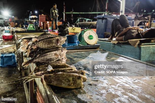 Horned Cowfish on sale at the Kota Kinabalu Fish Market at 2am. The Kota Kinabalu fish market opens at the early hours every day and it supplies the...