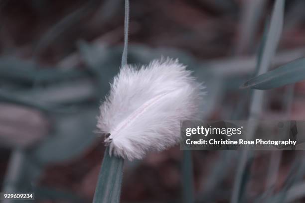 white feather down - anjo da guarda imagens e fotografias de stock