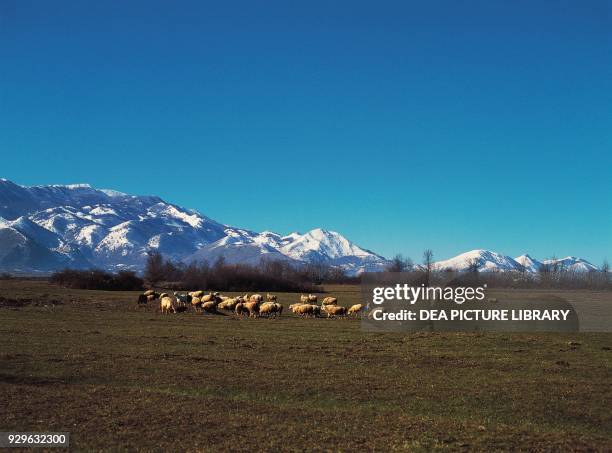 Flock of sheep grazing in Matese, Molise, Italy.