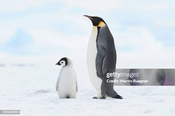 emperor penguin (aptenodytes forsteri), chick and adult. location: snow hill island, weddell sea, antarctica. - pinguïn stockfoto's en -beelden