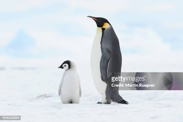 emperor penguin (aptenodytes forsteri), chick and adult. location: snow hill island, weddell sea, antarctica. - penguin bildbanksfoton och bilder