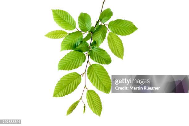 branch of european hornbeam (european hornbeam / carpinus betulus) with fresh foliage in spring, white background. bavaria, germany, studio shot. - hornbeam ストックフォトと画像