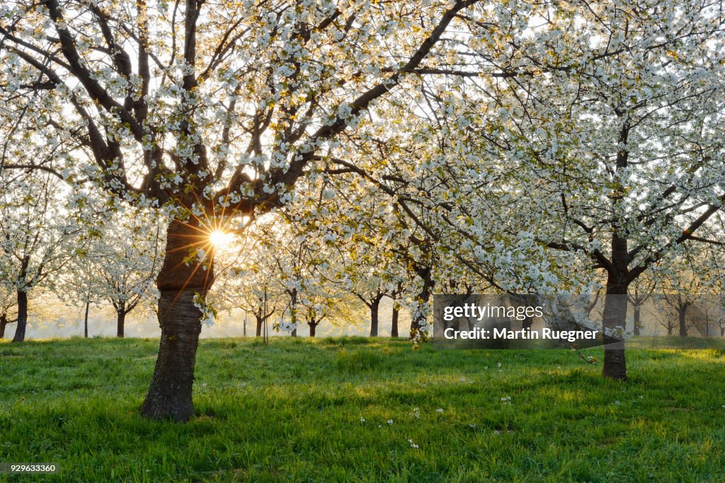 Cherry Trees at blossom with sunrays near sunrise at backlight, spring. Baden-Württemberg, Ortenau, Germany.