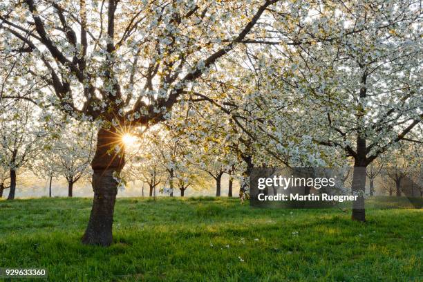 cherry trees at blossom with sunrays near sunrise at backlight, spring. baden-württemberg, ortenau, germany. - cerejeira árvore frutífera - fotografias e filmes do acervo