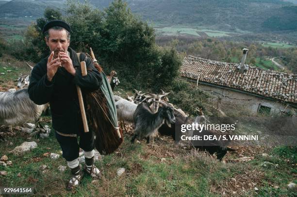 Shepherd playing the recorder, with a flock of goats in the background, Lenola, Lazio, Italy.