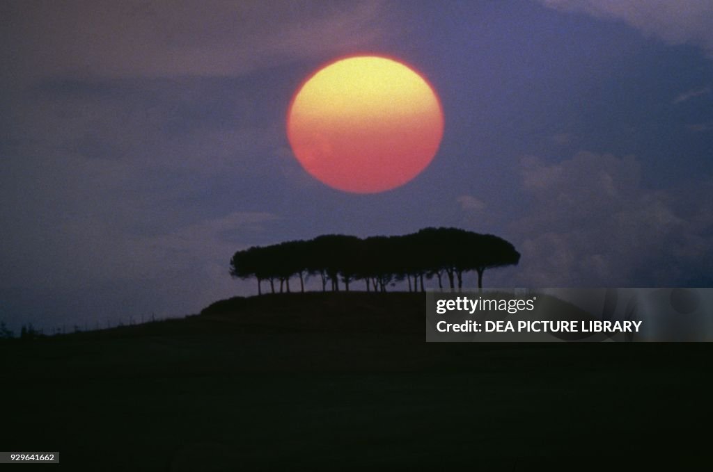 Hillside landscape with pine trees, sunset, Umbria