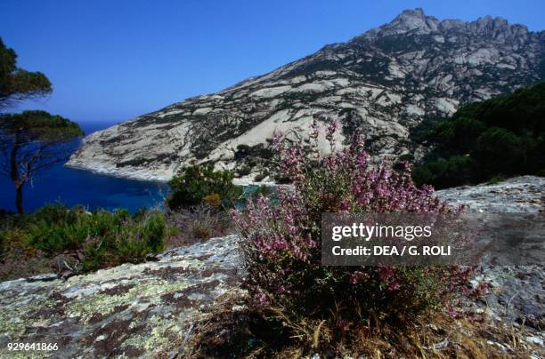 Vegetation near Cala Maestra, Montecristo island, Tuscan Archipelago National Park, Tuscany, Italy.