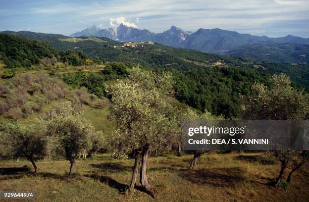 Olive grove between Casola in Lunigiana and Aulla, Lunigiana, Tuscany, Italy.