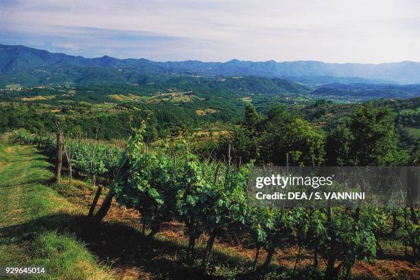 Vineyards between Casola in Lunigiana and Aulla, Lunigiana, Tuscany, Italy.