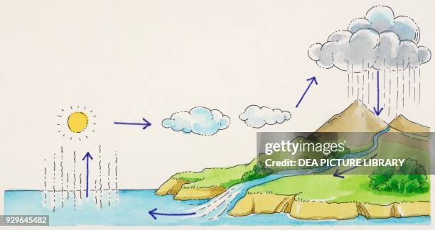 23 Water Cycle Diagram Stock Photos, High-Res Pictures, and Images