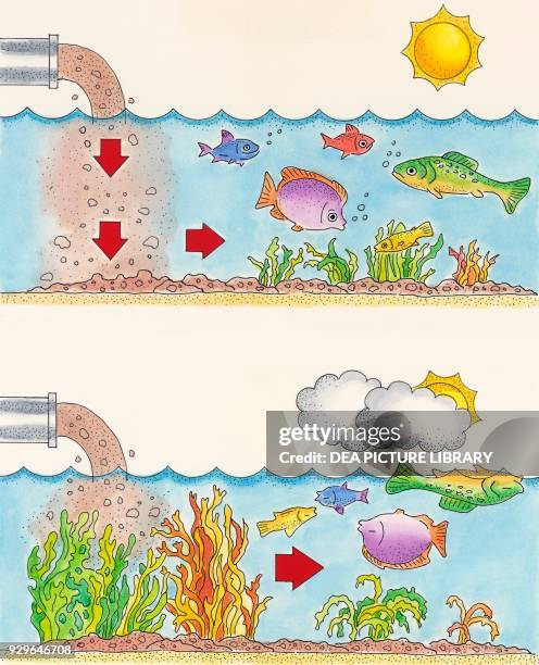 Corpse Decomposition Decomposition Of Corpse In Water Drawing Photos et images de collection ...