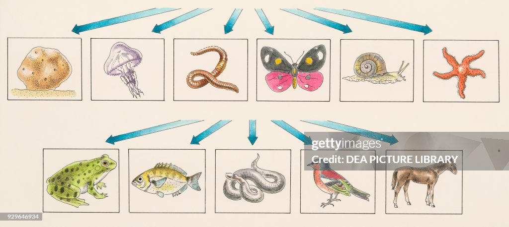 Invertebrates and vertebrates , drawing. News Photo - Getty Images