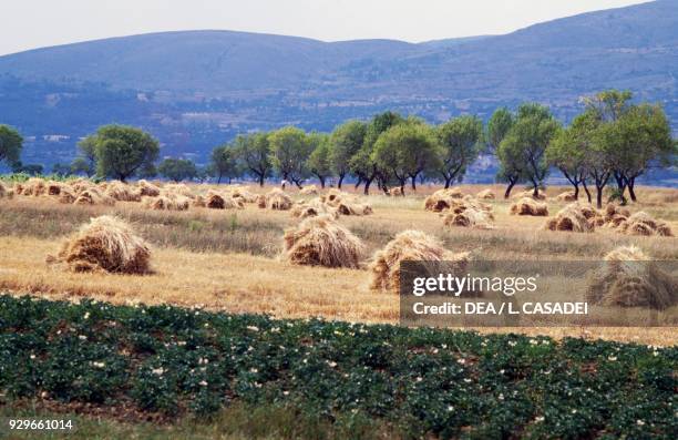 Agricultural landscape with haystacks, near Avezzano, Piana del Fucino, Abruzzo, Italy.