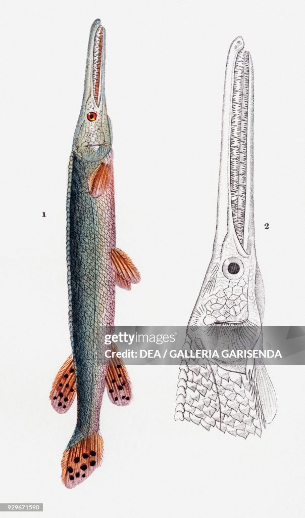 Longnose gar, head, drawing by Pretre