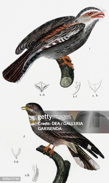 Tawny frogmouth , 1a beak seen from above, 1b upper jaw, 1c detached nail, 2 European nightjar , 2a upper jaw, 2b toothed-nail, drawing by Pretre,...