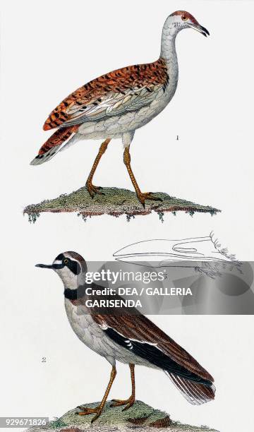 Great bustard , 2 Kentish plover , 3 Eurasian stone curlew , drawing by Pretre, engraving by Chiussone, from Dizionario delle scienze naturali ,...