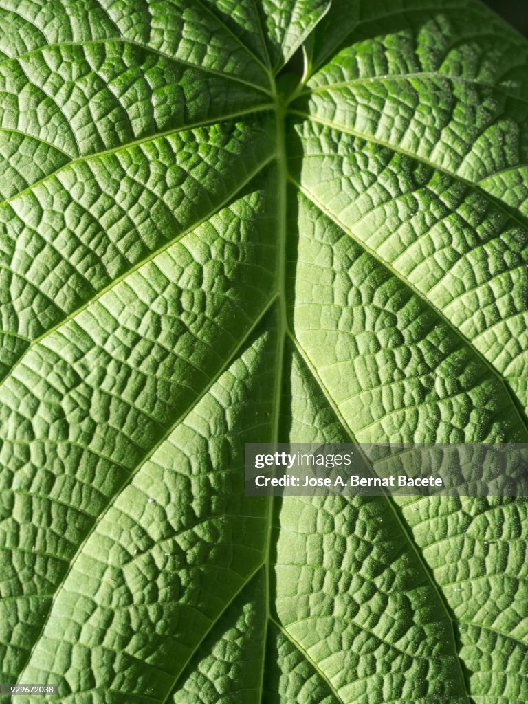 Full frame, close-up of leaf green outdoors illuminated by the light of the Sun . Spain