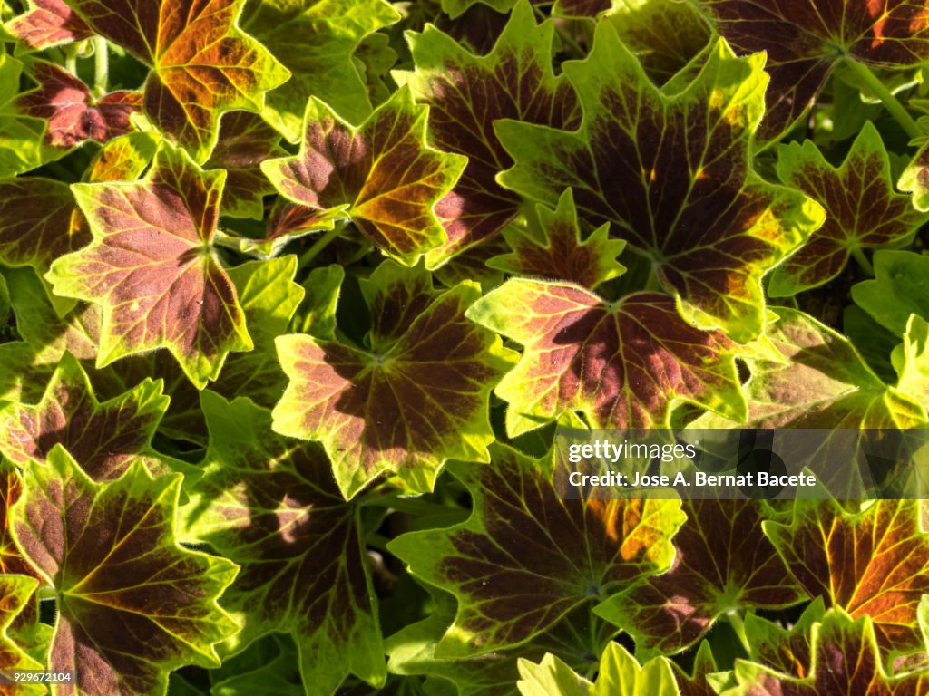 Full frame, close-up of leaf Pelargonium x hotorum, "Vancouver centennial" outdoors illuminated by the light of the Sun . Spain