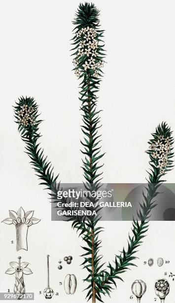 Pungent Epacris , 1 flower, 2 corolla, 3 antera, 4 utricles, 5 pistil, 5a phytosystem glands, 6 fruit, 7 sectioned fruit, 8 seeds, 9 magnified seed,...
