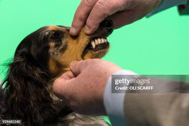 Miniature Long-Haired Dachshund is judged on the second day of the Crufts dog show at the National Exhibition Centre in Birmingham, central England,...