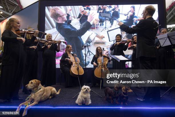 Dogs sit by an orchestra as they perform a piece of music meant to calm canines during the second day of Crufts 2018 at the NEC in Birmingham.