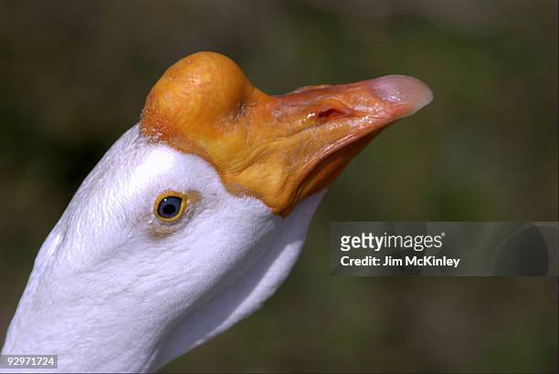 goose - destin stock pictures, royalty-free photos & images