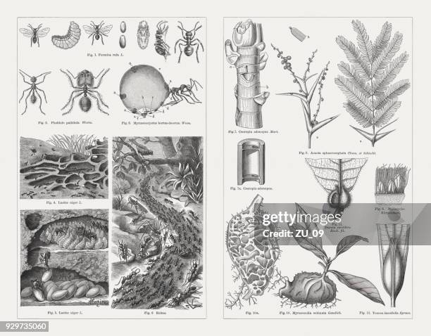 bildbanksillustrationer, clip art samt tecknat material och ikoner med myror och myrmecophyte, trä gravyrer, publicerad 1897 - ant plant