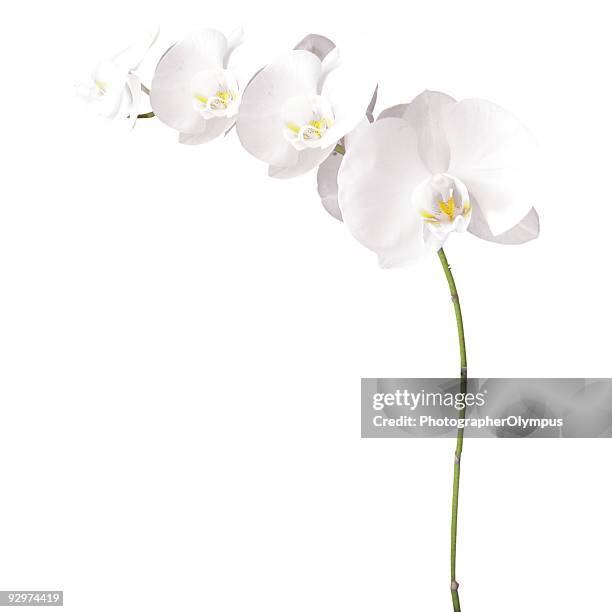 white orchids isolated - orchid stock pictures, royalty-free photos & images