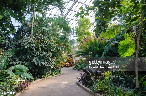 orchid konservatorium im daniel stowe botanical garden - us botanic garden stock-fotos und bilder