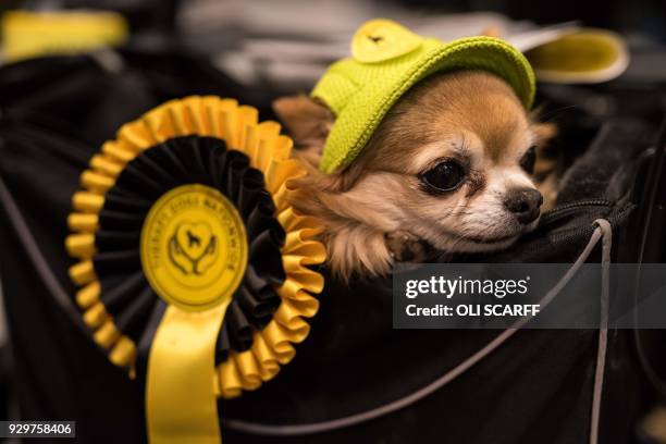 Long-haired Chihuahua dog wearing a hat is carried in a basket on the second day of the Crufts dog show at the National Exhibition Centre in...