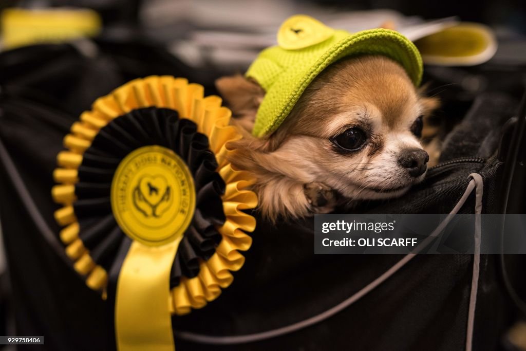 DOUNIAMAG-BRITAIN-ANIMAL-DOG-CRUFTS