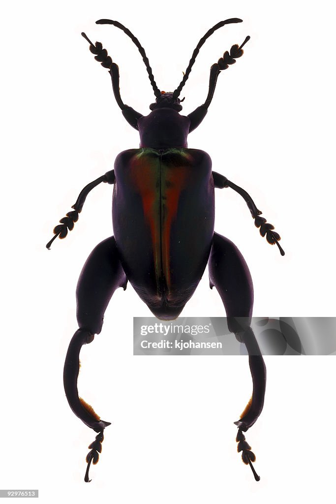 Sagra Beetle Specimen