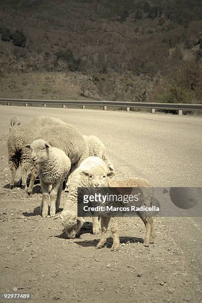lambs at patagonian road - radicella stock pictures, royalty-free photos & images