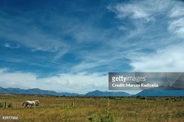 lonely horse at patagonia - radicella stock-fotos und bilder