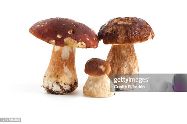 three ceps isolated - porcini mushroom stock pictures, royalty-free photos & images