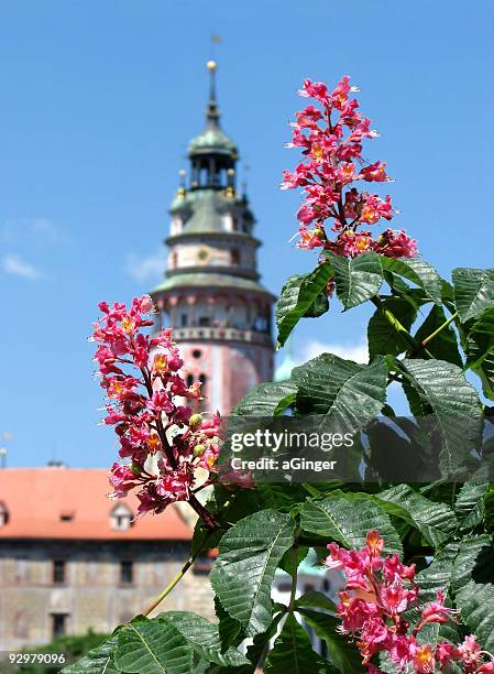 pink marron tree - cesky krumlov stock pictures, royalty-free photos & images