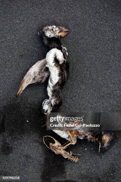 a dead atlantic puffin on the black sand beach of saudarkrokur, north iceland - スカガフィヨルズル ストックフォトと画像