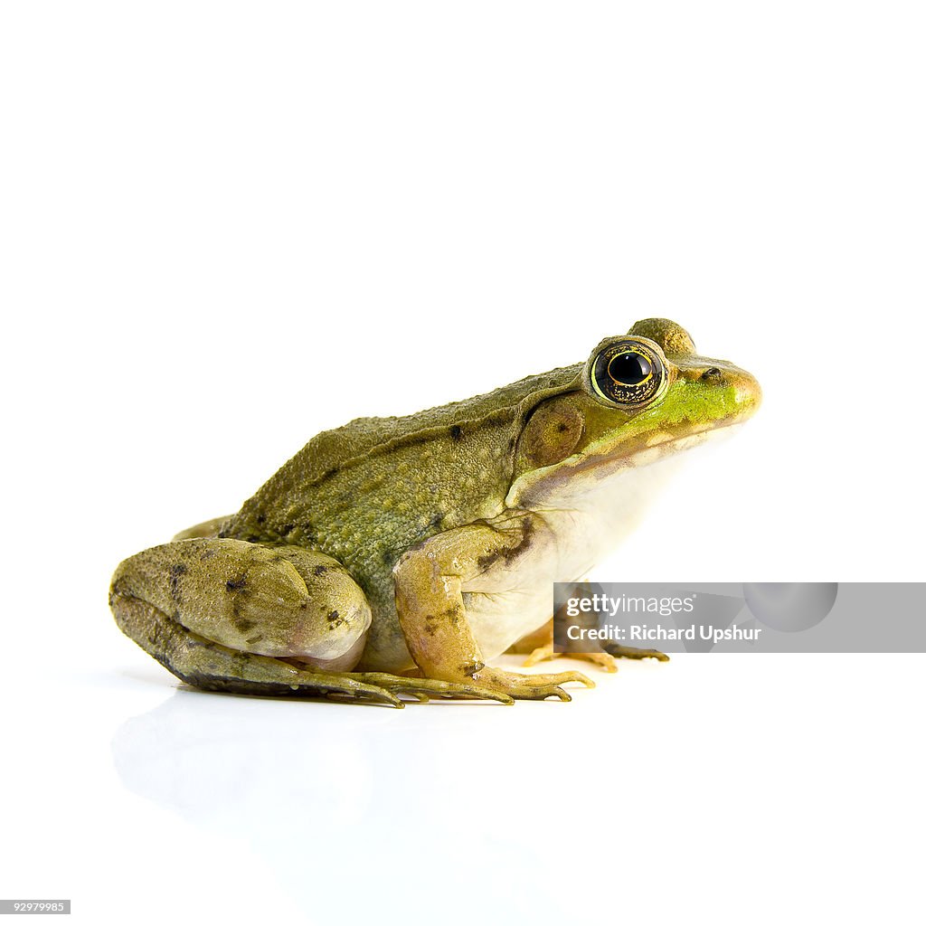 Bull Frog Stack Bull Frog High-Res Stock Photo - Getty Images