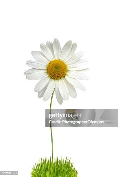 isolated white daisy - daisy stock pictures, royalty-free photos & images