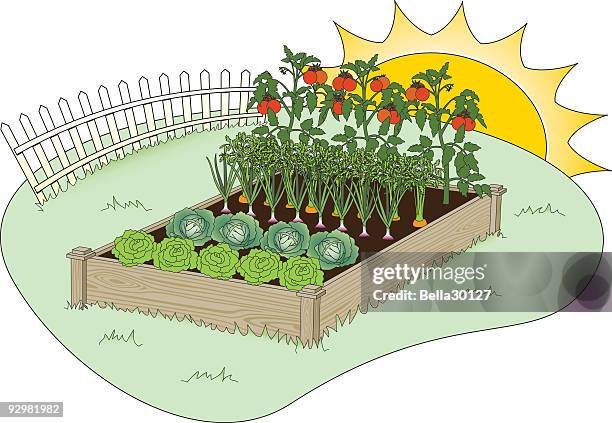 raised backyard garden - red onion stock illustrations